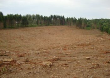 Taglia oltre 4mila abeti senza autorizzazione, una denuncia nel cosentino