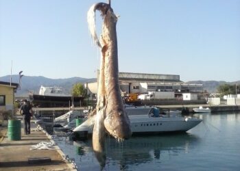 Corigliano, capitaneria salva 8 diportisti e recupera carcassa di squalo