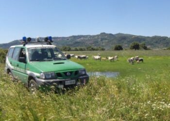 Agricoltura, truffa all’Arcea: denunciato allevatore di Ciro’ Marina