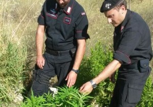 Marijuana sequestrata