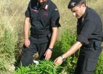 Coltivava marijuana nei boschi cutresi, arrestato 42enne