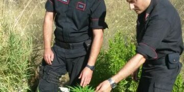 Coltivava marijuana nei boschi cutresi, arrestato 42enne