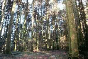 Parco_Naturale_Regionale_delle_Serre