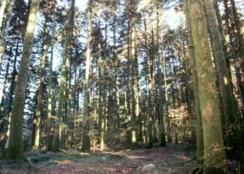 Un campeggio estivo riservato a tutte le associazioni della Calabria