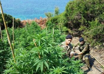 Piantagione di marijuana a Le Castella, arrestato 42enne