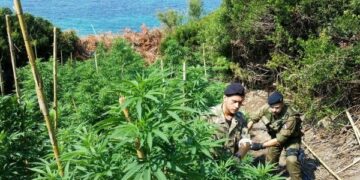 Piantagione di marijuana a Le Castella, arrestato 42enne