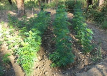 Scoperta piantagione di cannabis nel cirotano