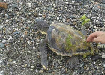 Crucoli, tartaruga caretta caretta messa in salvo sulla spiaggia di Torretta