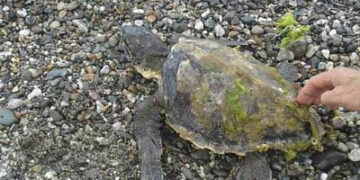 Crucoli, tartaruga caretta caretta messa in salvo sulla spiaggia di Torretta