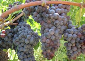 Vitigni, i cloni Librandi nel registro nazionale