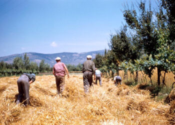 A Pallagorio la terza edizione della festa della mietitura
