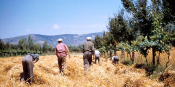 A Pallagorio la terza edizione della festa della mietitura
