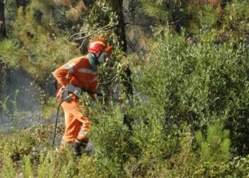 Cisl: il settore della forestazione in Calabria ha bisogno di certezze