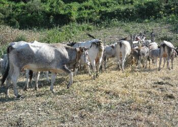 Ripetuto anche quest’anno il rito della transumanza