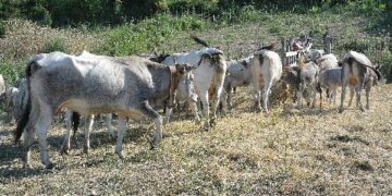 Ripetuto anche quest’anno il rito della transumanza