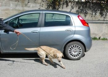 Consumo di droga, controlli della finanza durante l’estate crotonese