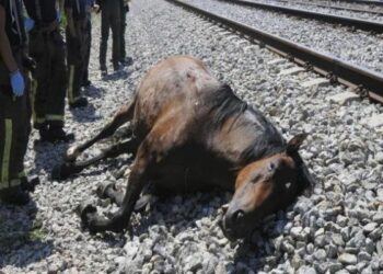 Tre cavalli investiti da un treno a Ciro’ Marina