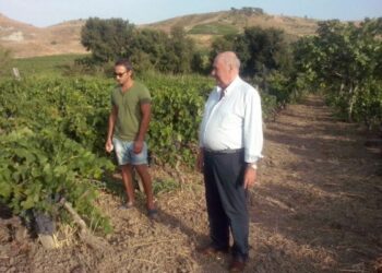 L’enologo Cesare Ferrari tra i vigneti del cirotano