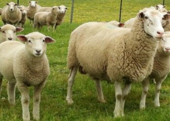 Allarme lingua blu nel crotonese, allevatori chiedono interventi immediati