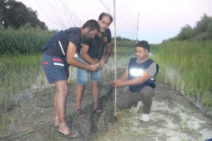 Rete per uccelli sequestrata