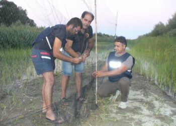 Bracconaggio, scoperta rete per uccellagione nel crotonese