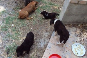 Tre cuccioli salvati