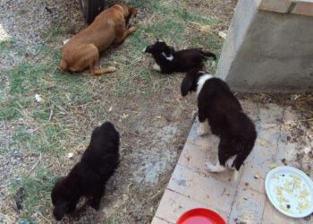 Salvati tre cuccioli meticci nelle terme a Cotronei