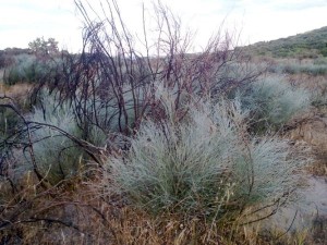 Ginestra bianca ricresce