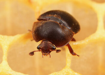 Parassita esotico delle api scoperto in Calabria, massima attenzione