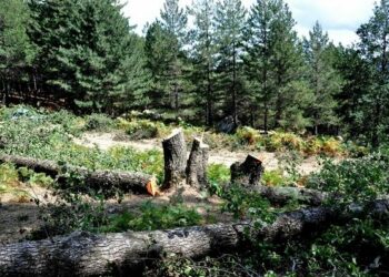 Strage di alberi nel parco nazionale della Sila