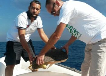 Liberata tartaruga caretta caretta ‘Daniza’