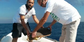 Liberata tartaruga caretta caretta ‘Daniza’