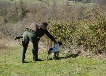 Caccia in Calabria, 7 e 14 settembre preapertura a Tortora e Colombaccio