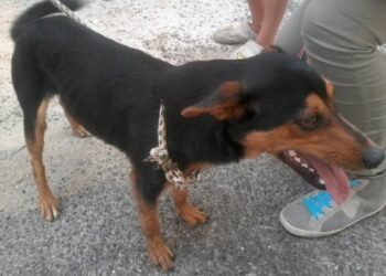 Lancia cane in un tombino, bloccato dalla Finanza e denunciato