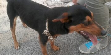 Lancia cane in un tombino, bloccato dalla Finanza e denunciato