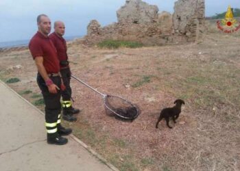 Salvato cane finito sulla scogliera del promontorio di Capo Colonna – FOTO