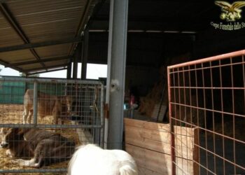 Capannone abusivo scoperto nelle campagne del crotonese