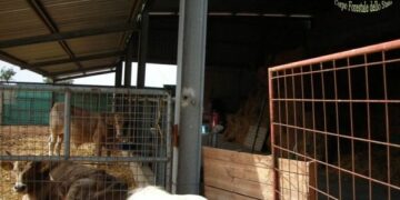 Capannone abusivo scoperto nelle campagne del crotonese