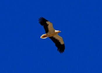 Migrazione, in Aspromonte censiti oltre 20 mila tra rapaci e cicogne