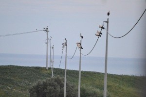Cicogne bianche in località Solaggio