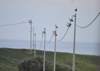 Cacciatori sparano ai cavi elettrici disservizi nel cirotano