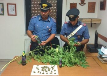 Isola, l’odore di marijuana guida i carabinieri verso serra