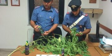 Isola, l’odore di marijuana guida i carabinieri verso serra