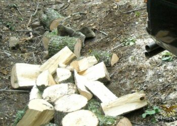 Fermato taglio abusivo di alberi a Petilia, denunciato operaio 23enne