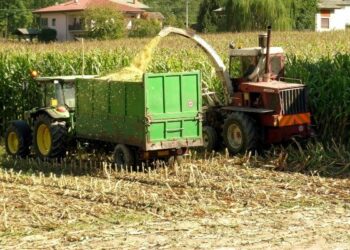 Crolla il prezzo del mais nel crotonese, categoria in ginocchio
