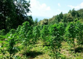 Scoperte a Cetraro 5 piantagioni di marijuana tipo ‘skunk’