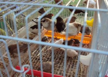 Fiera Mulera’, 1400 pennuti dentro un furgone: intervengono le guardie Ecozoofile