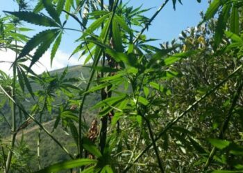 Coltivavano piantagione di canapa indiana, arrestati tre 20enni nel cosentino