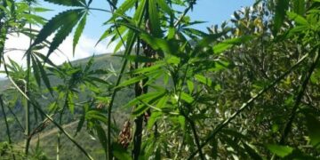 Coltivavano piantagione di canapa indiana, arrestati tre 20enni nel cosentino