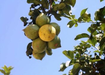 Sette limoni attaccati tra loro, un vero ”Parto plurigemellare”